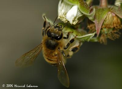 8880-honey bee.jpg