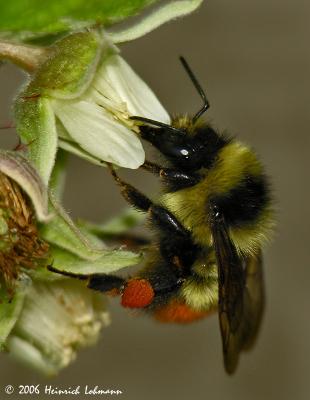 8896-red tailed bumble bee.jpg
