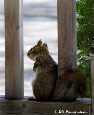 0360-squirrel.jpg