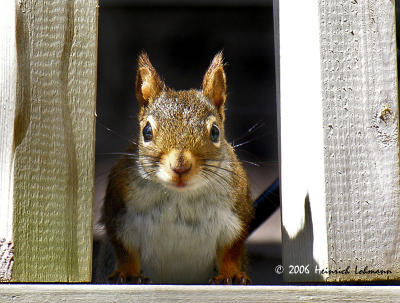 0368-squirrel.jpg