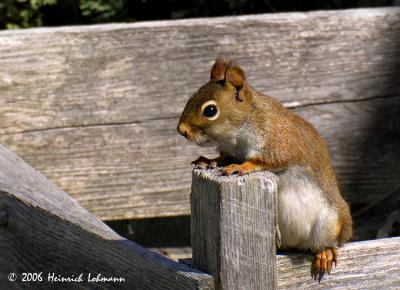 0684-squirrel.jpg