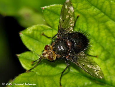 9118-Repetitive Tachinid Fly.jpg