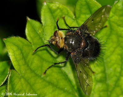 9120-Repetitive Tachinid Fly.jpg