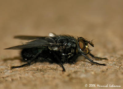 9130- blue bottle fly.jpg