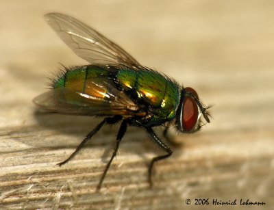 2885-green bottle fly.jpg