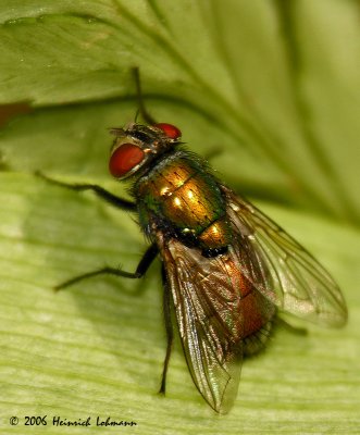 2931-green bottle fly.jpg