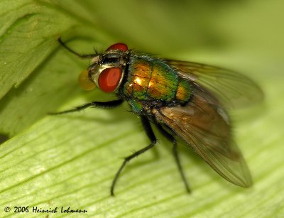 2937-green bottle fly.jpg