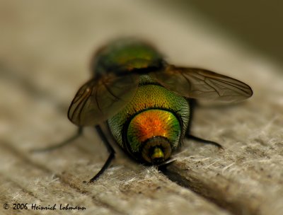 2943-green bottle fly.jpg