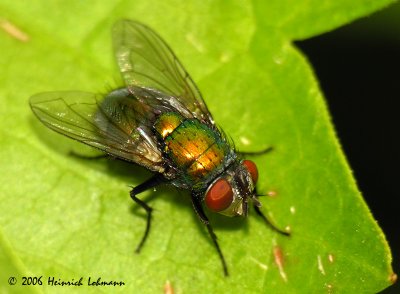 3069-green bottle fly.jpg