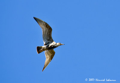 P6538-Seagull.jpg