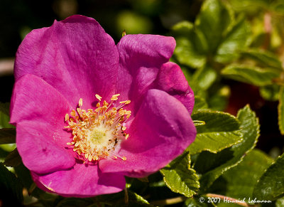 P6606-Maine-wild rose.jpg