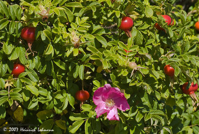 P6618-Maine-wild roses.jpg