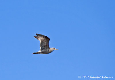P6657-Maine-Seagull.jpg