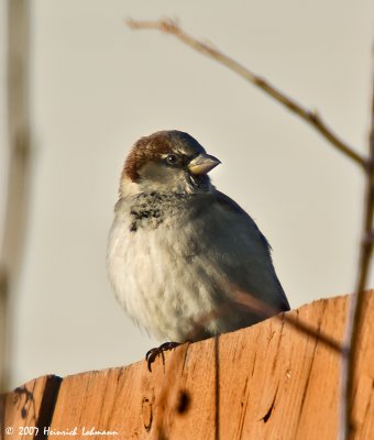 IGP0381-House Sparrow.jpg