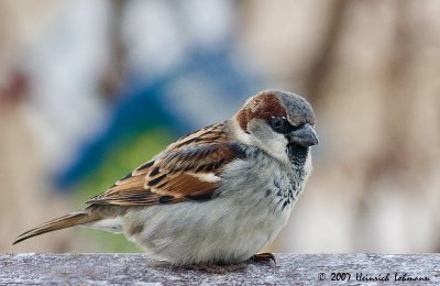 P0642-House Sparrow.jpg