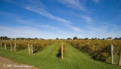P8290-Wine on P.E.I.jpg