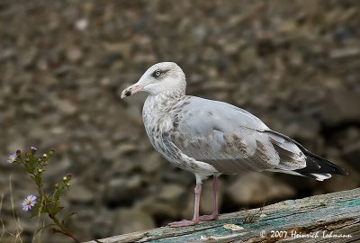 P7799-Herring Gull.jpg