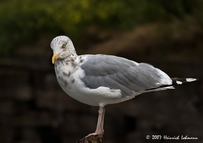 P7831-Herring Gull.jpg