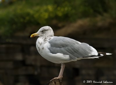 P7832-Herring Gull.jpg