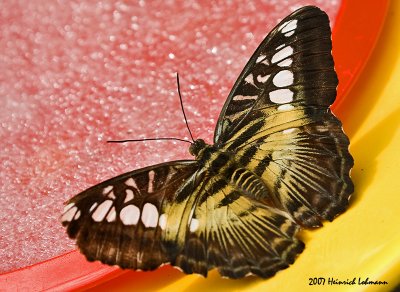 P4606-Butterfly.jpg