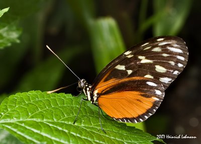 P4648-Butterfly.jpg