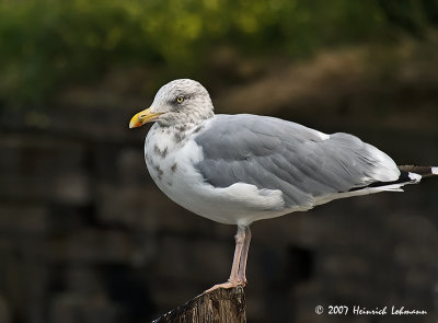 P7828-Gull.jpg