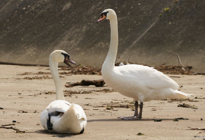 Les cygnes