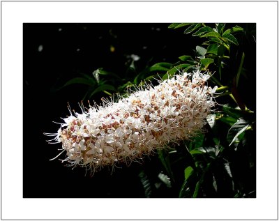 Flowering Tree