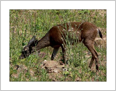 Deer Grazing