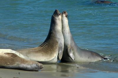 Smitten Elephant Seals