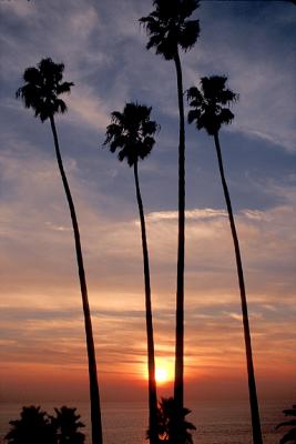 Silhouetted Palm Trees