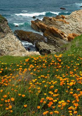 Cliff Poppies