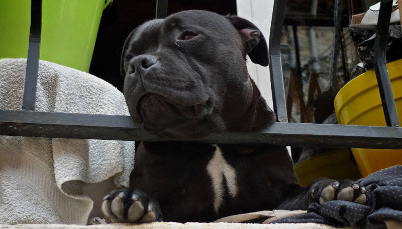 Dog Day Afternoon