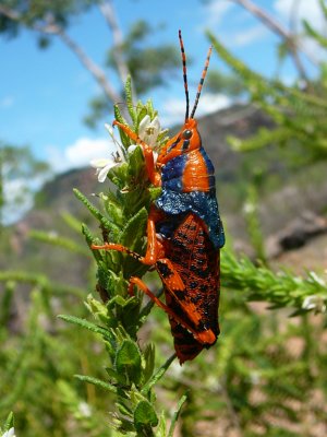 Leichhardts Grasshopper*Credit*