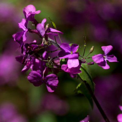 The Colour Purple