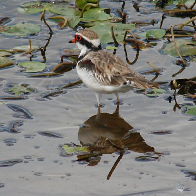 Sandpiper