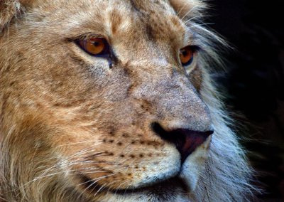 Lion Cub