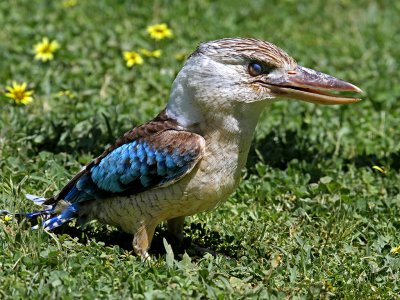 Blue Winged Kookaburra*Credit*