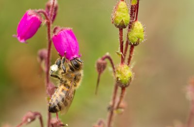 Bee - Takin Care of Bizzness
