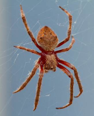 Just an Orb-inary Spider