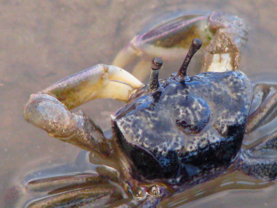 Semaphore Crab 