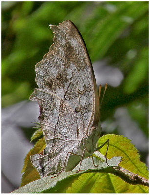 Sth African White Butterfly