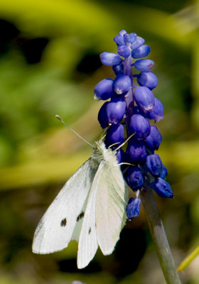 White Moth<br><h4>*Credit*</h4> 