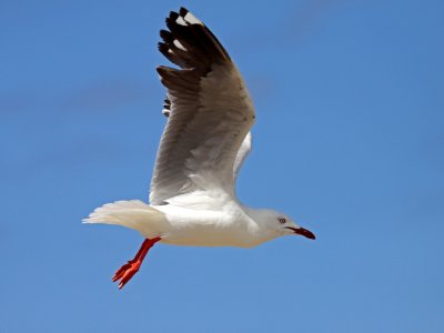 Gull Above 2