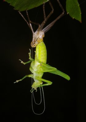 Grasshopper Nymph Shedding Skin*Merit*