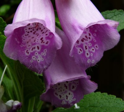 Purple Trumpetby Wayne Trumble