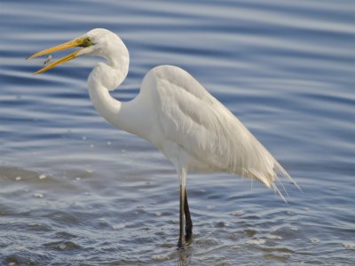 Egret 2aby Elizabeth Howell