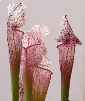 Pink Flowersby Pat Cleary