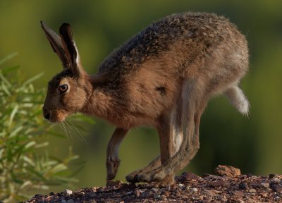 Hare Todayby Louise Salter