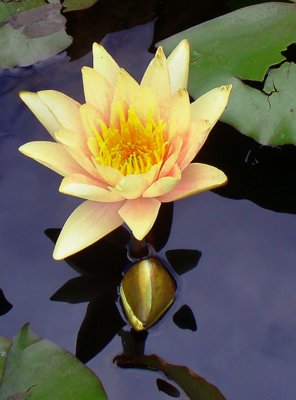 Water Lilyby Beverley Ambesi